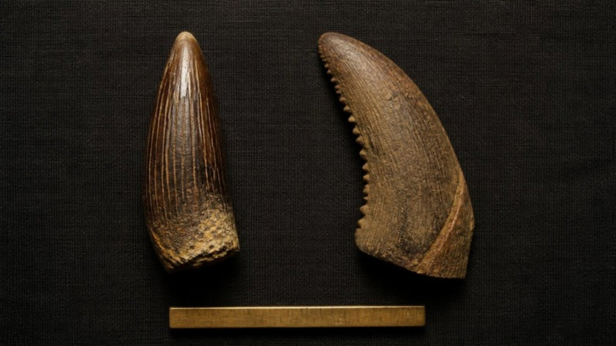 Spinosaurus vs Carcharodontosaurus Teeth: How to Tell Them Apart