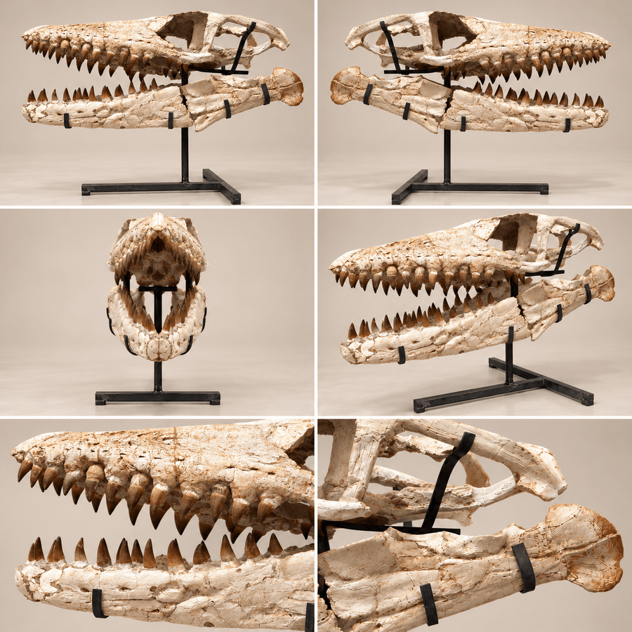 Mosasaur Skulls