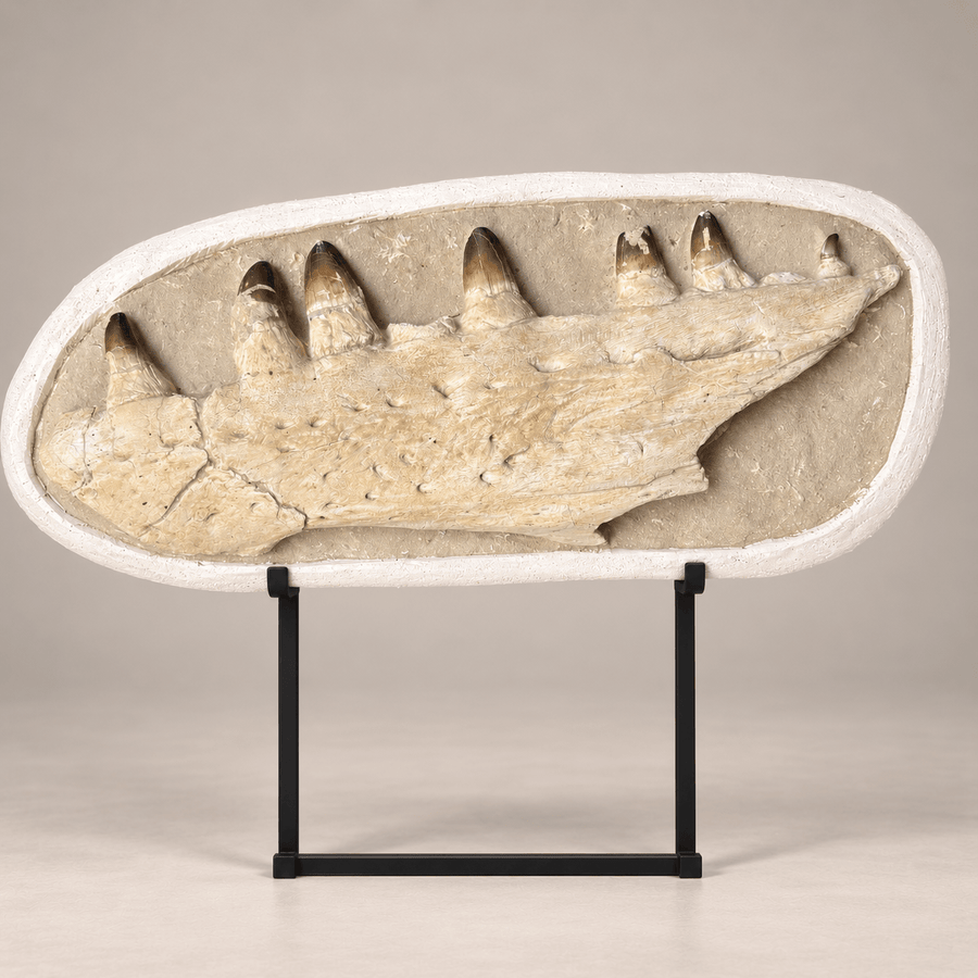 Mosasaur Jaws
