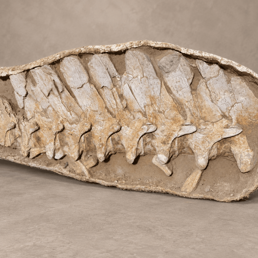Prognathodon anceps Mosasaur Vertebrae in Matrix, 16 Vertebrae – second view