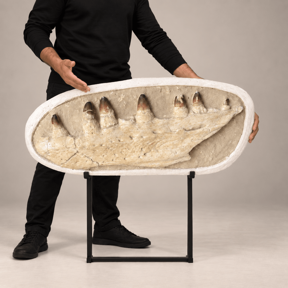 Prognathodon currii Mosasaur Jaw in Matrix – 28.7 in (73 cm)