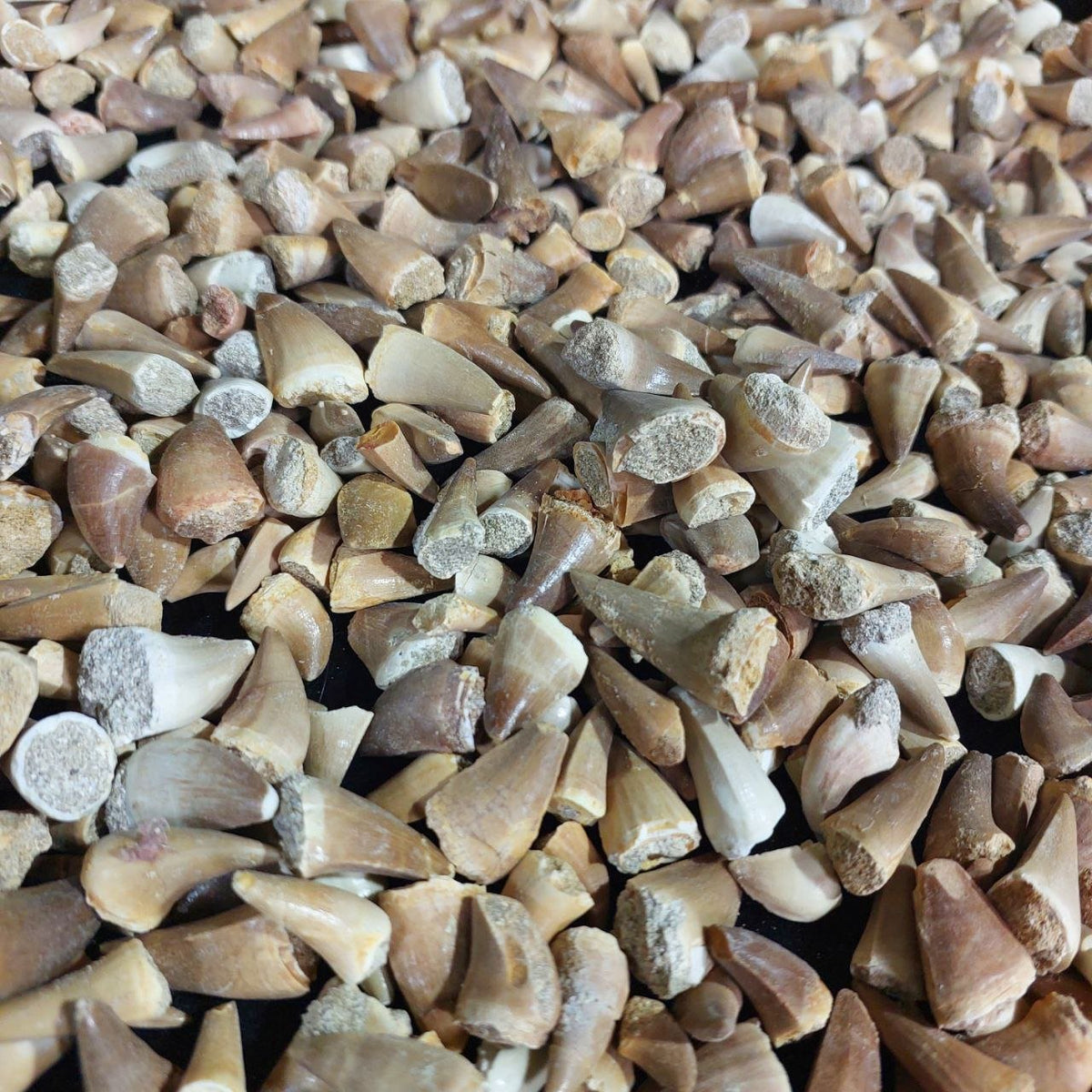Mosasaur Fossil Teeth, 1.25 in (3.2 cm) – Bulk Lot, Morocco