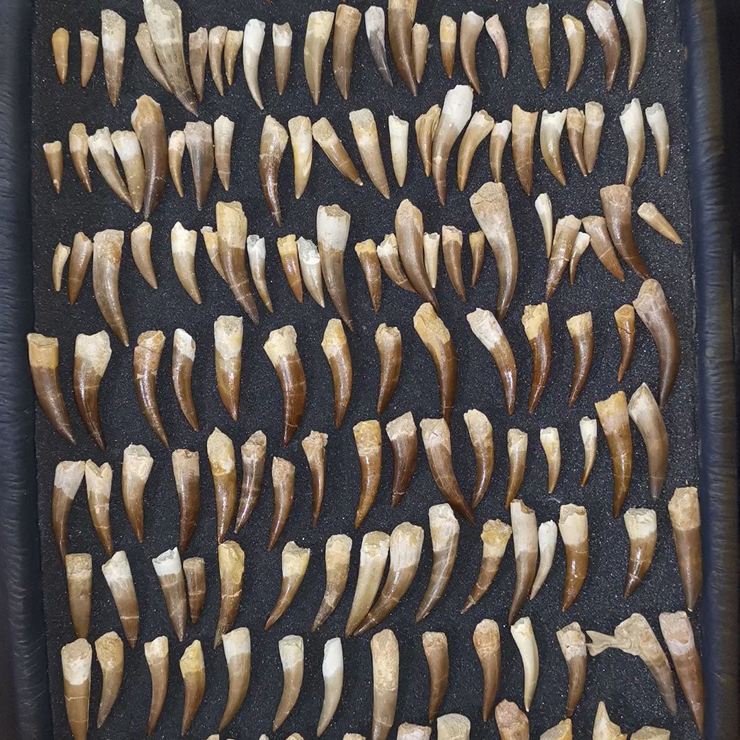 Plesiosaur Fossil Teeth – Bulk Lot, Morocco (Lot 12817)