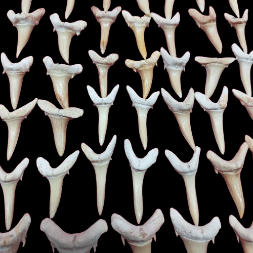 Striatolamia Fossil Shark Teeth – Bulk Lot, Morocco