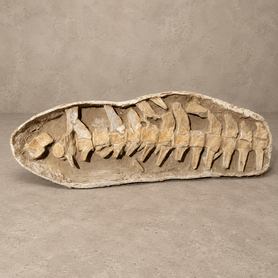 Prognathodon anceps Mosasaur Vertebral Column in Matrix – second view