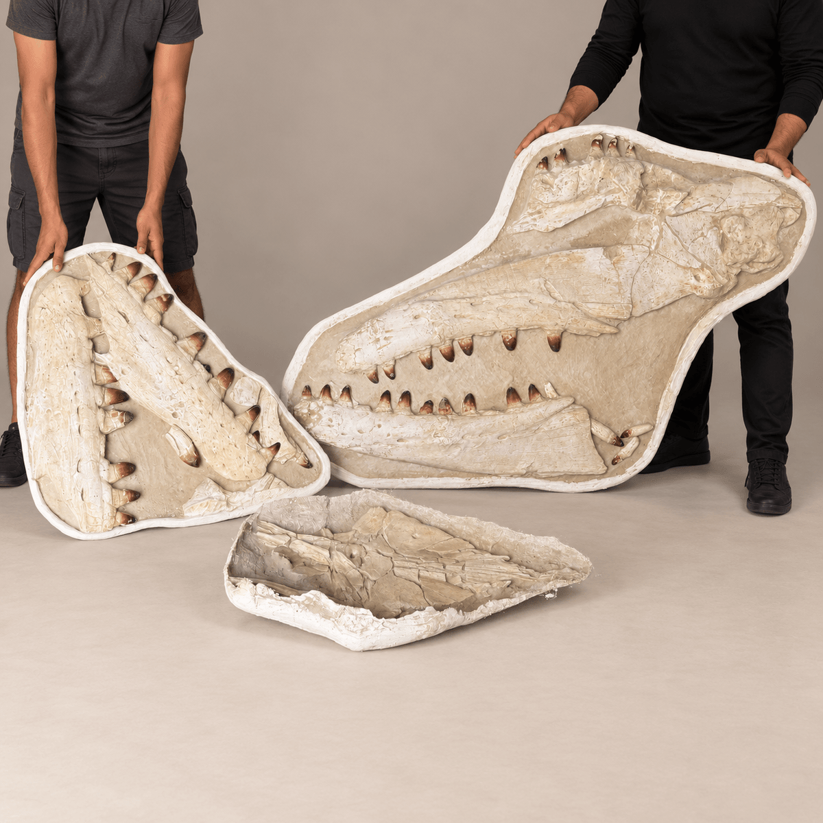 Prognathodon currii mosasaur skull in natural matrix from Morocco