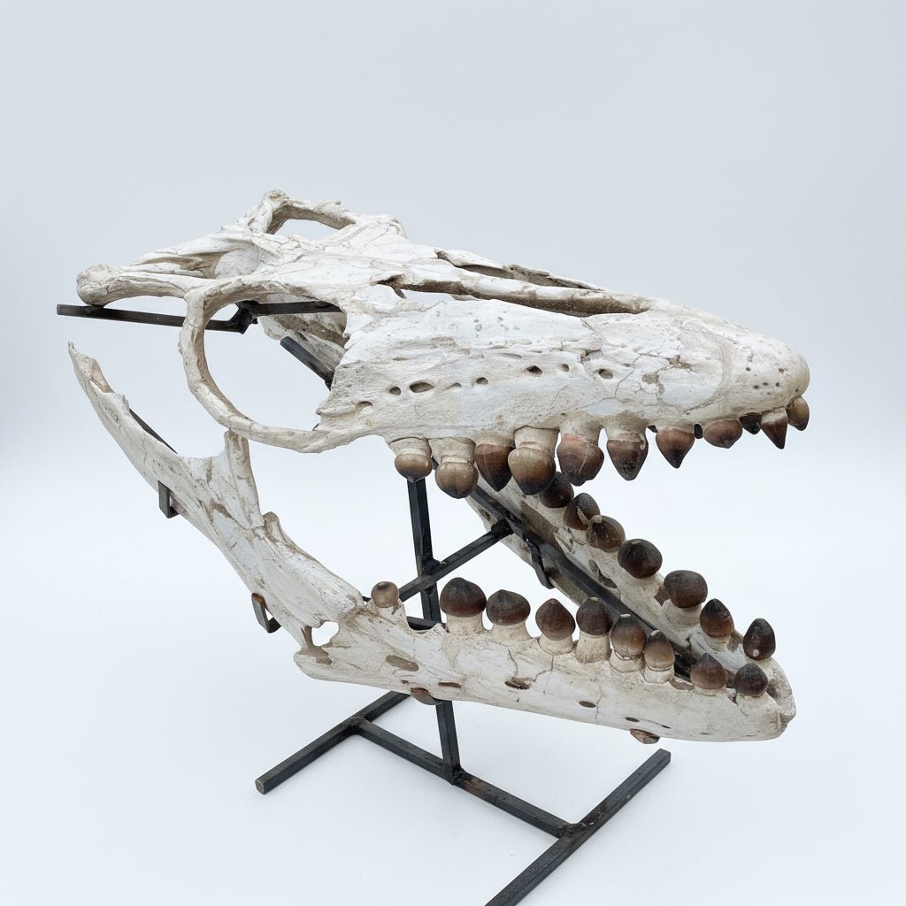 Globidens Mosasaur Skull Fossil โ 25.6 in (65 cm), Morocco