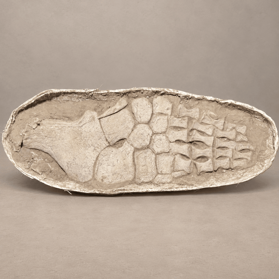 Zarafasaura oceanis Plesiosaur Paddle – second view