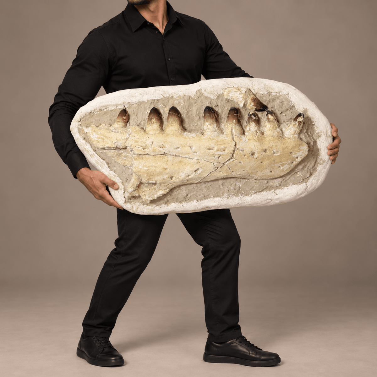 Prognathodon currii Upper Mosasaur Jaw – 29.1 in (74 cm), Sidi Chennane, Morocco