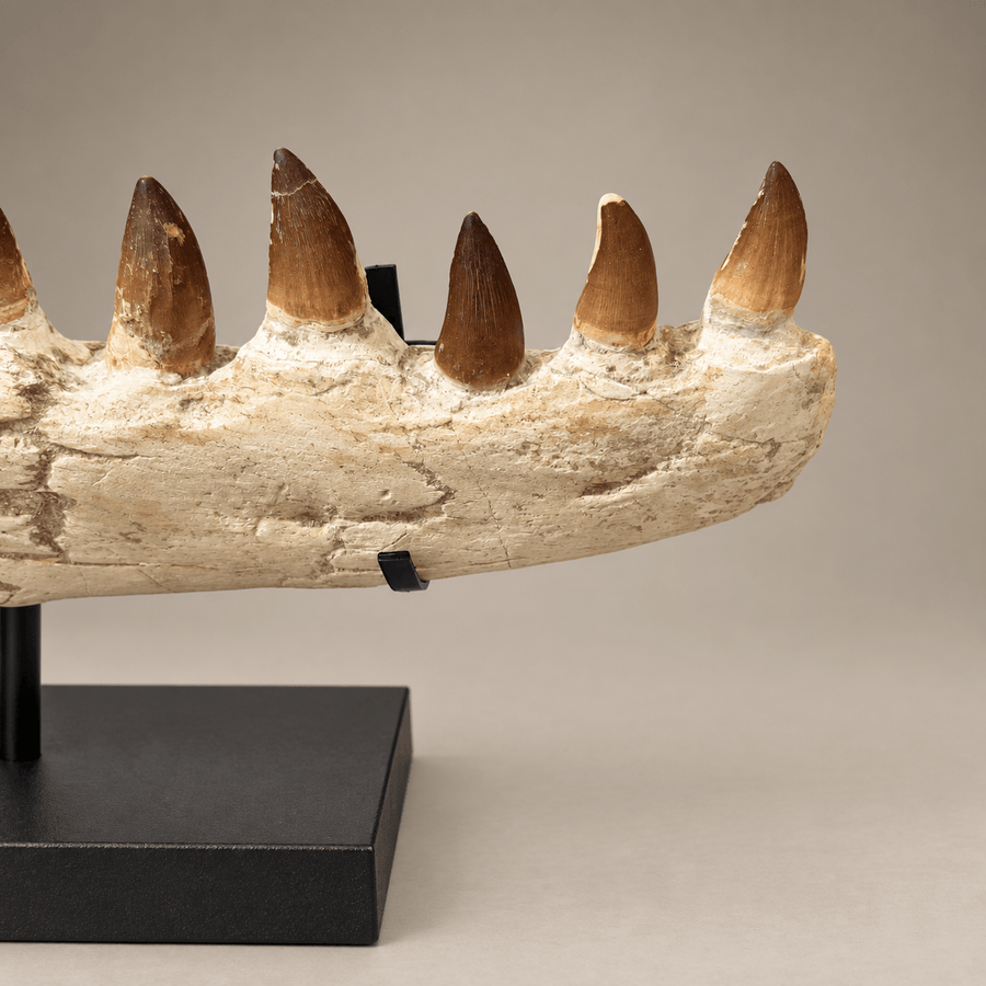 Prognathodon Mosasaur Jaw with Original Teeth – second view
