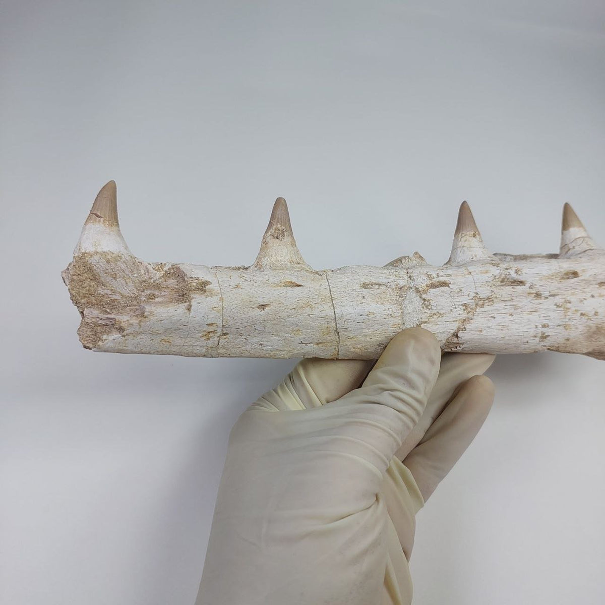 Mosasaur Jaw Fossil – 10.6 in (27 cm), Morocco