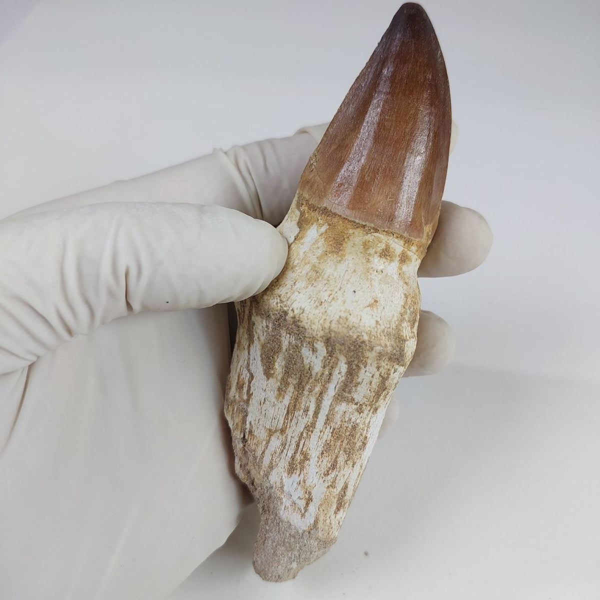 Prognathodon Mosasaur Tooth Fossil – 5.1 in (13 cm), Sidi Chennane, Morocco