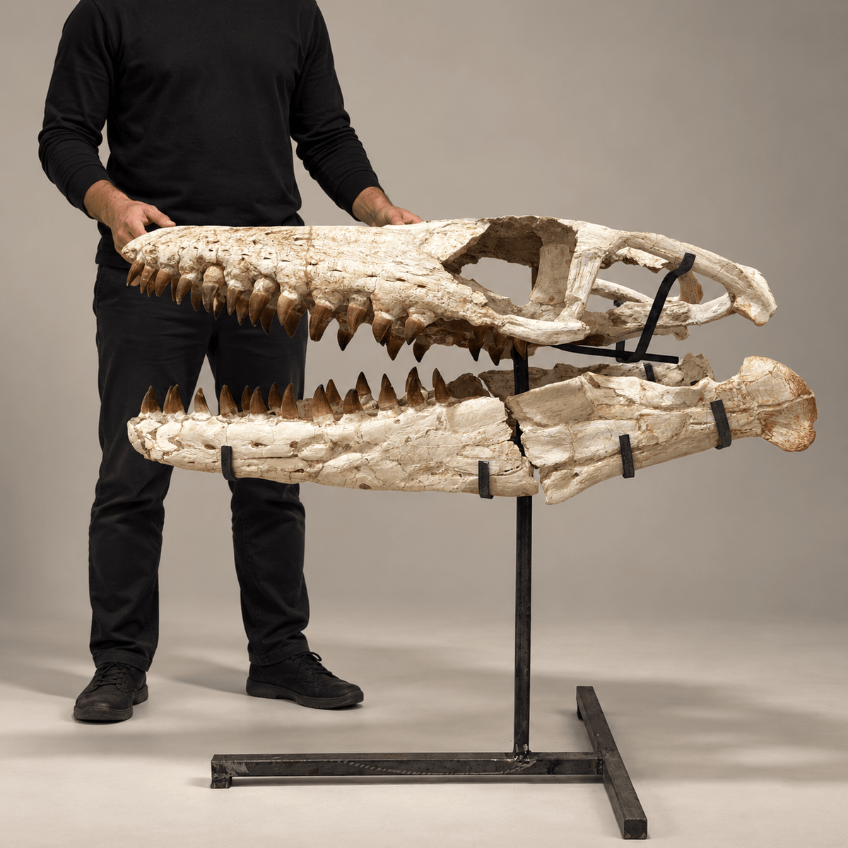 Mosasaur Skull Fossil with Stand – 31.5 in (80 cm), Benguerir Basin, Morocco