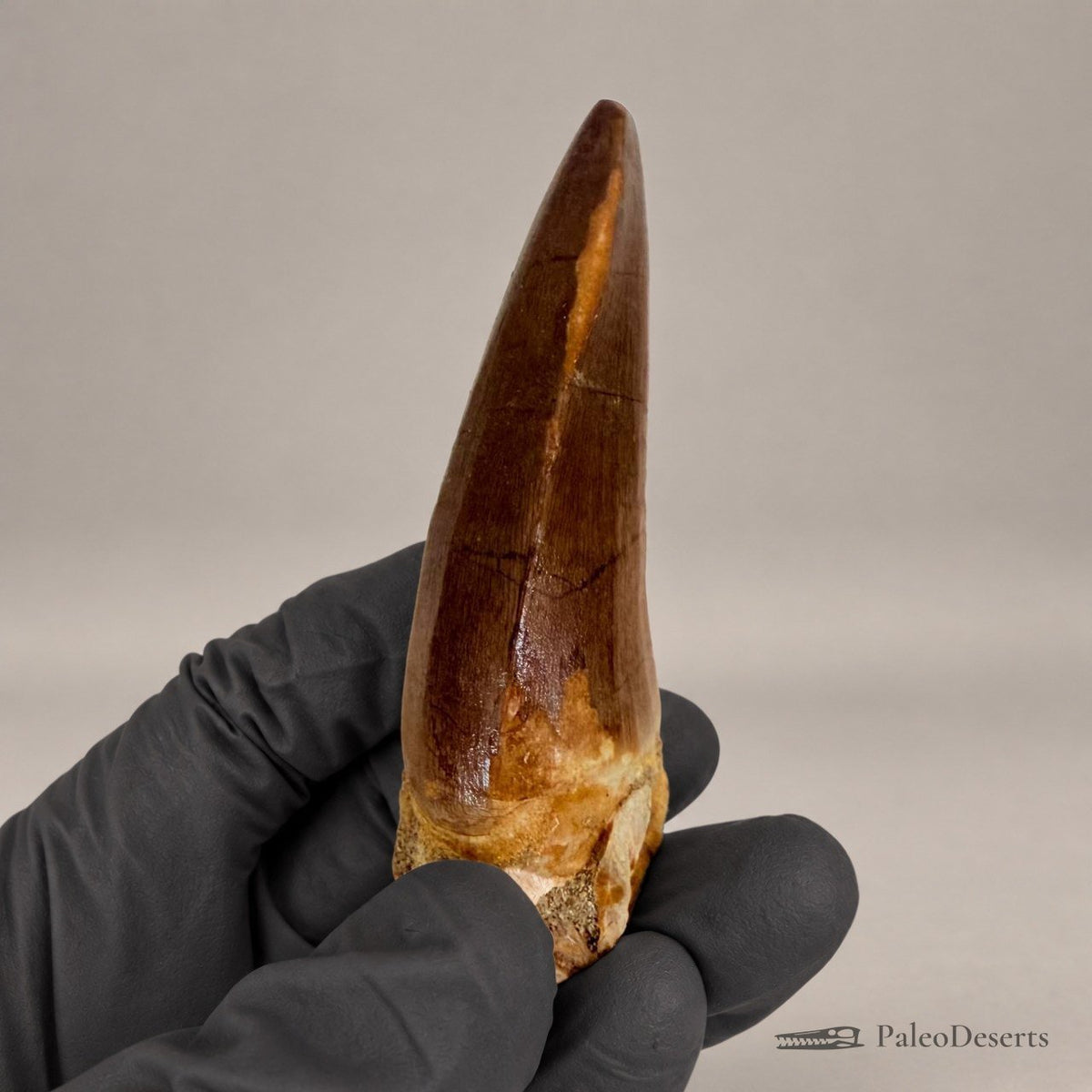 Mosasaur Tooth Fossil – 2.8 in (7 cm), Morocco – Specimen M-26
