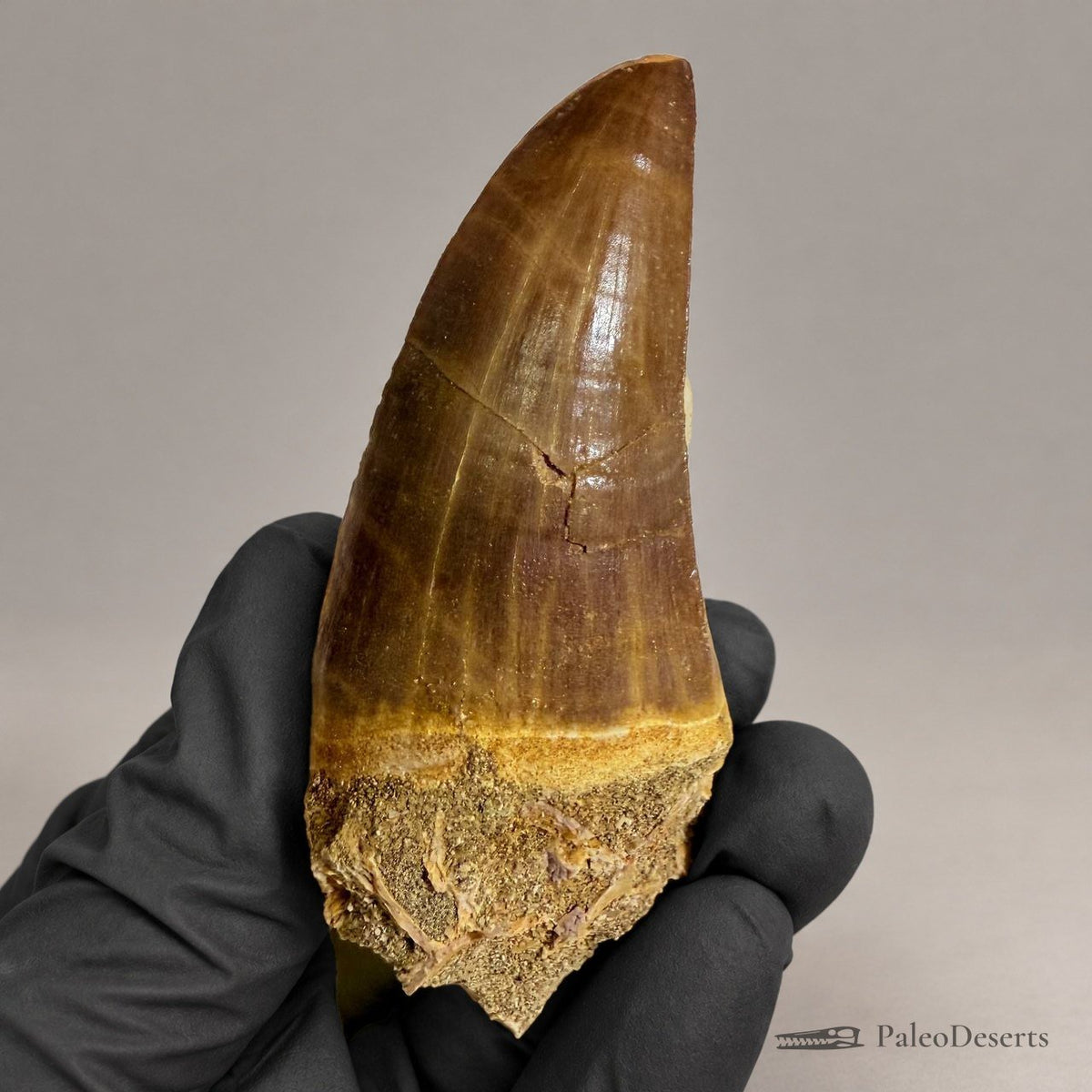 Mosasaur Tooth Fossil – 2.8 in (7 cm), Morocco – Specimen M-34