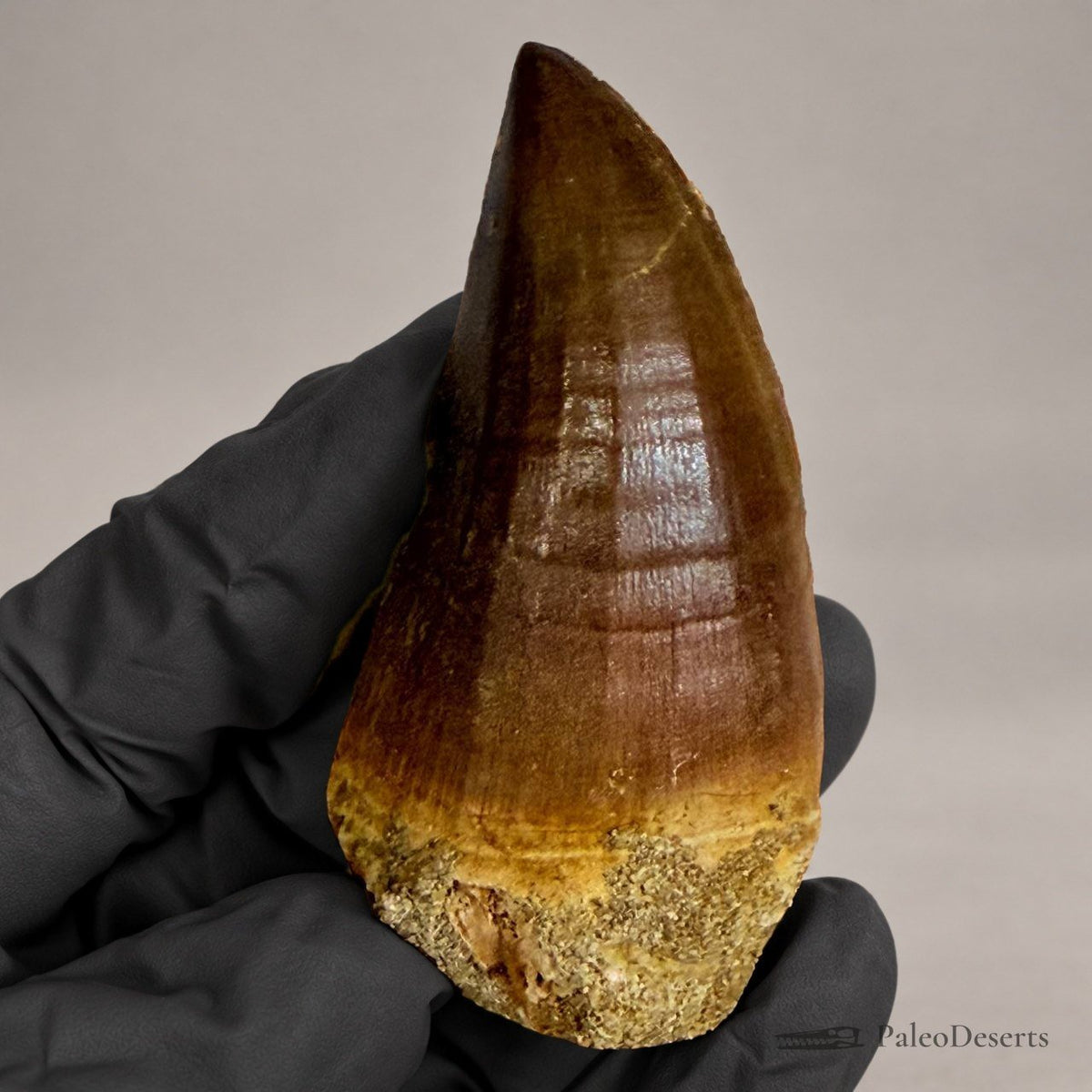 Mosasaur Tooth Fossil – 2.8 in (7 cm), Morocco – Specimen M-35