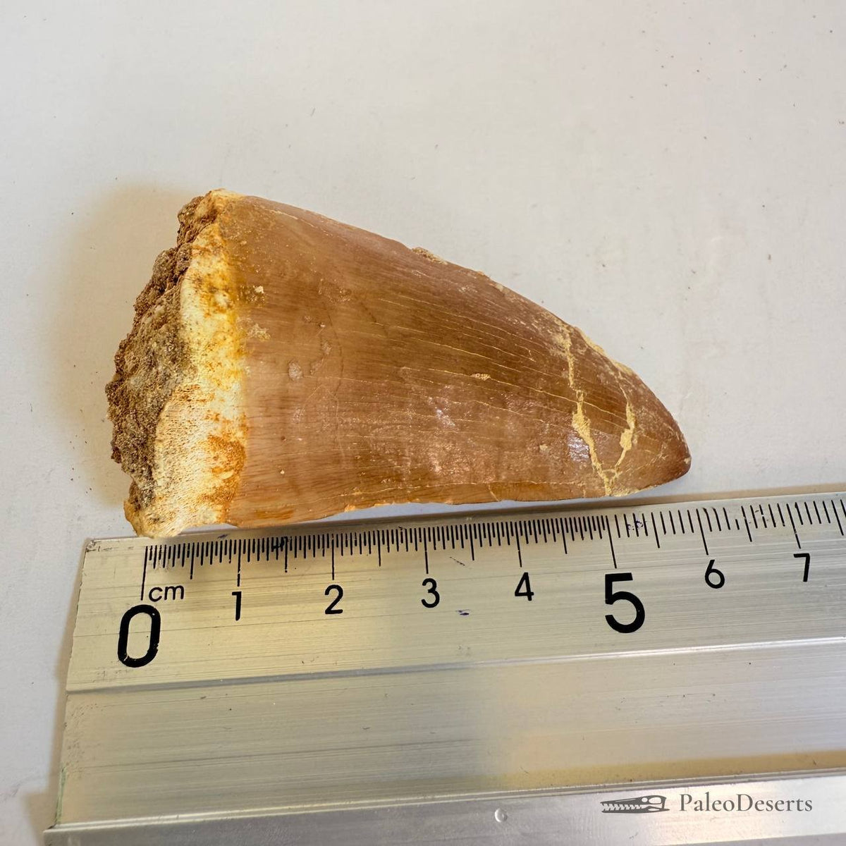 Mosasaurus hoffmanni Tooth Fossil
