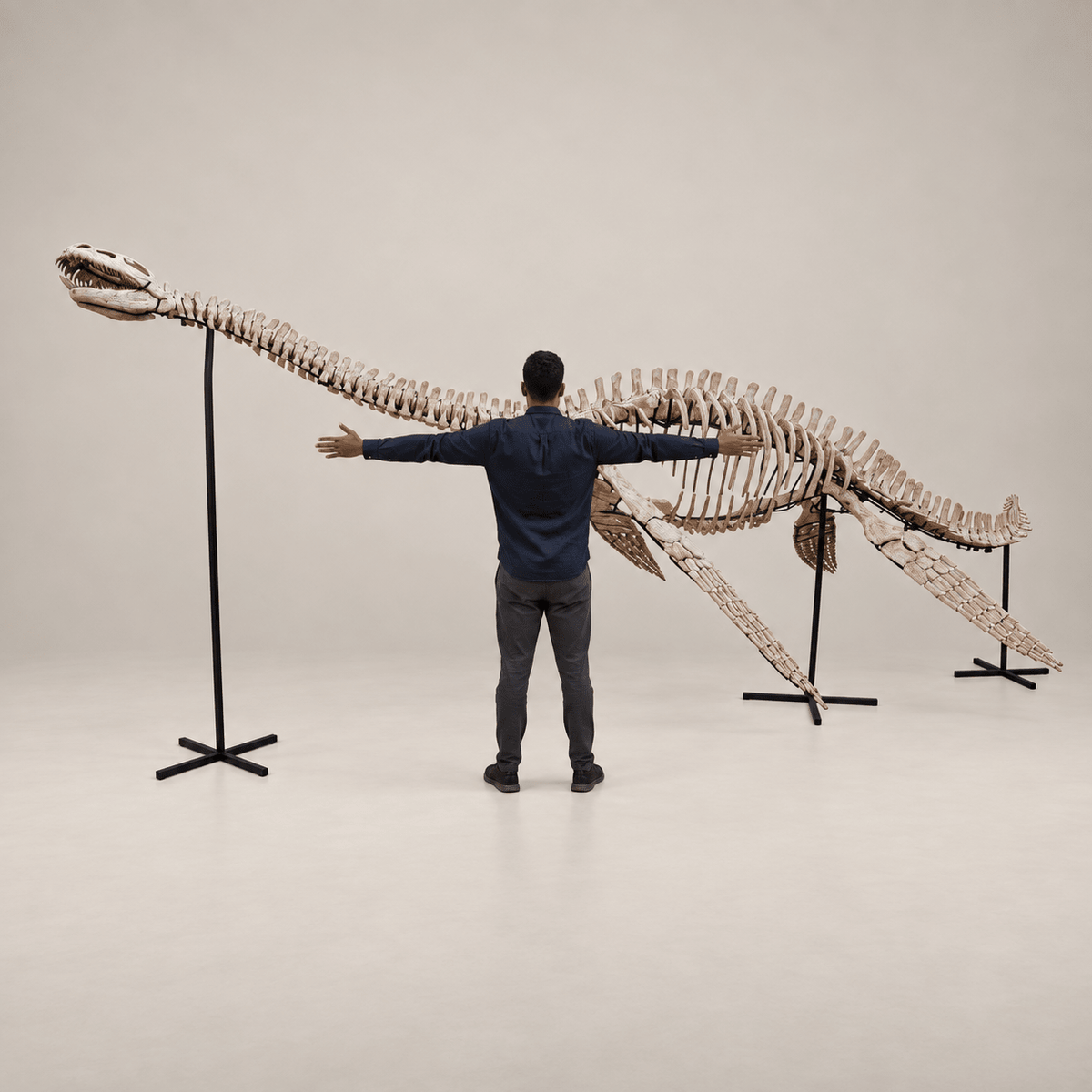 Zarafasaura oceanis Plesiosaur Skeleton, Mounted – 21 ft (6.4 m), Morocco