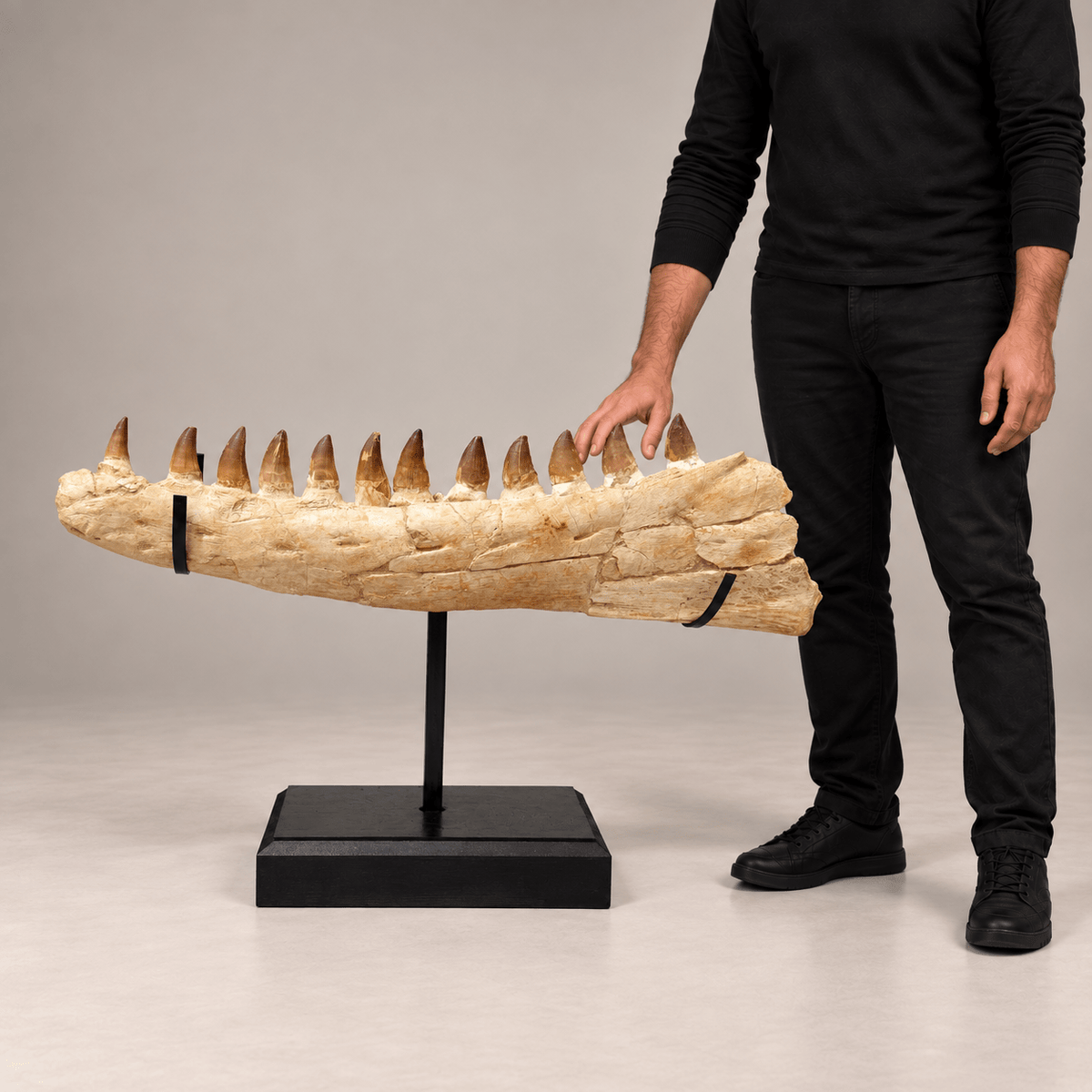 Original Thalassotitan atrox Mosasaur Jaw – 26.4 in (67 cm), Morocco