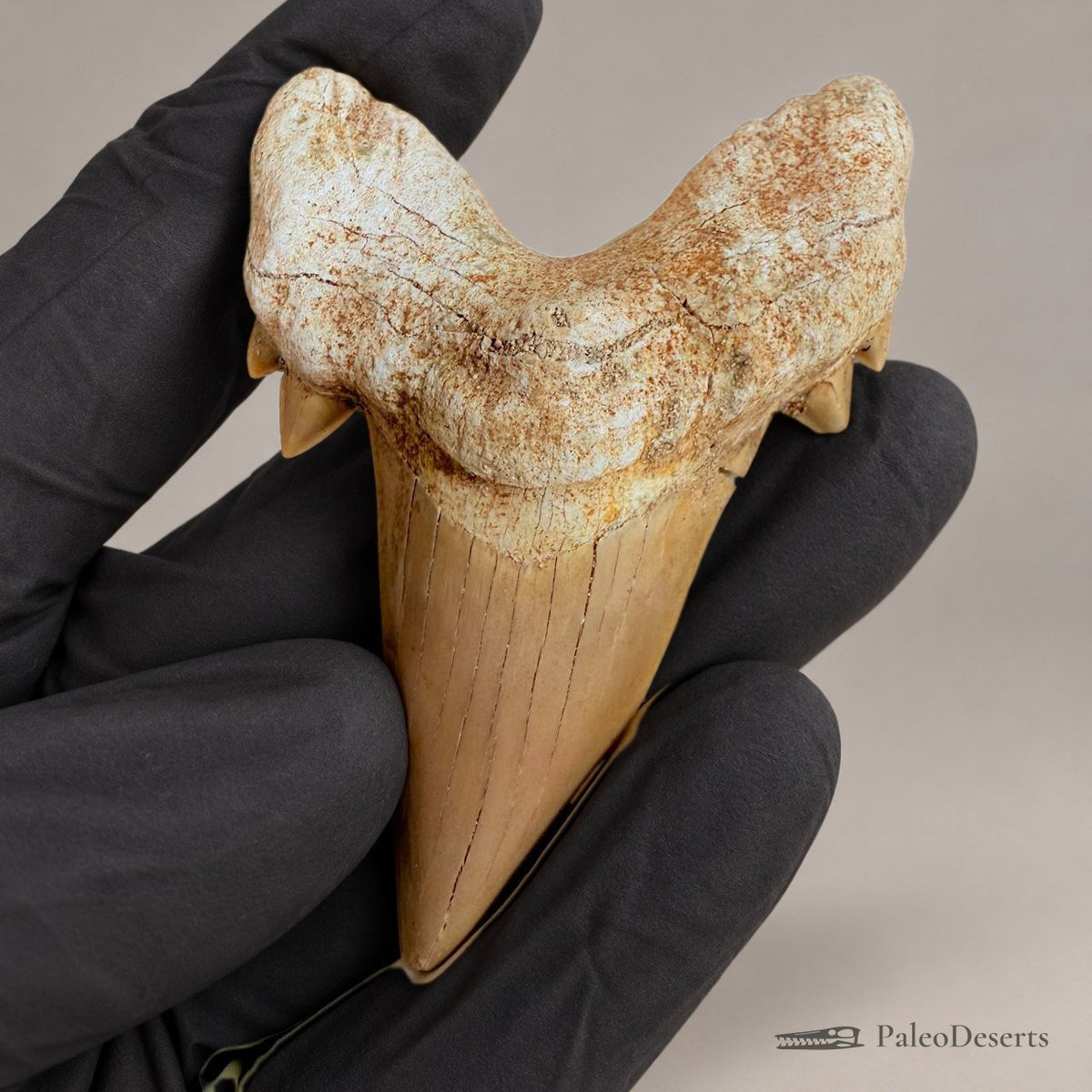 Otodus obliquus Shark Tooth Fossil – 2.8 in (7.0 cm), Morocco