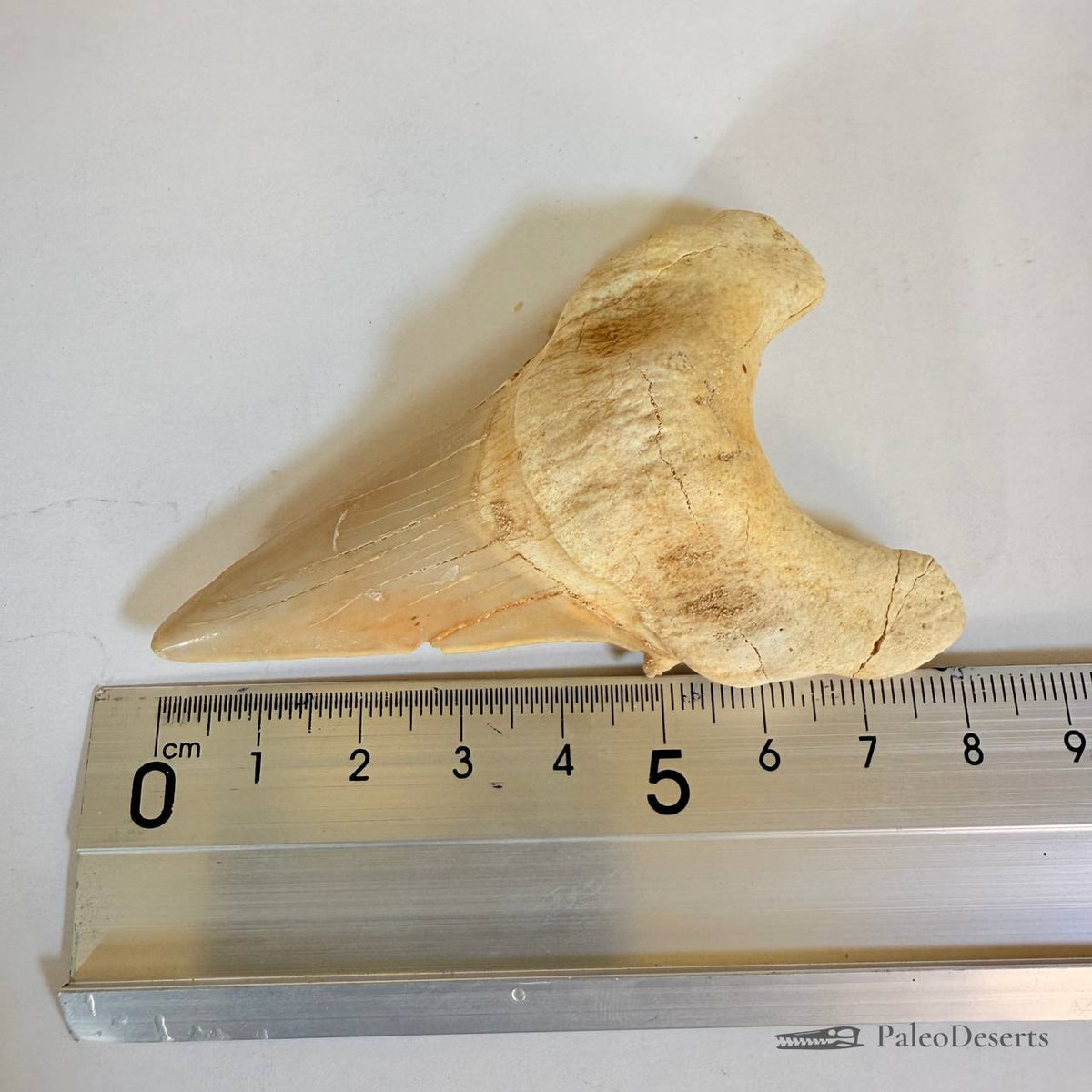 Otodus obliquus Shark Tooth Fossil
