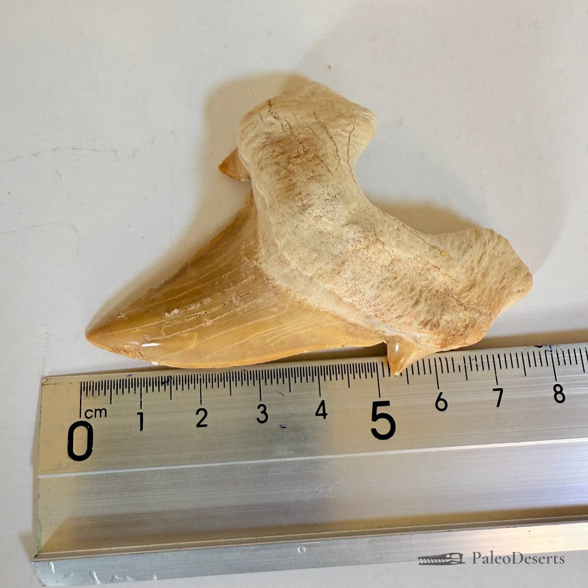 Otodus obliquus Shark Tooth Fossil