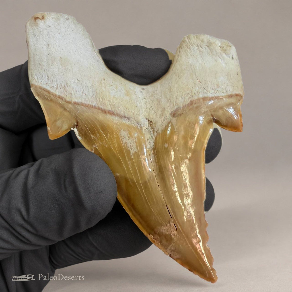 Otodus obliquus Shark Tooth Fossil – 3.1 in (8.0 cm), Morocco – Specimen SH-06