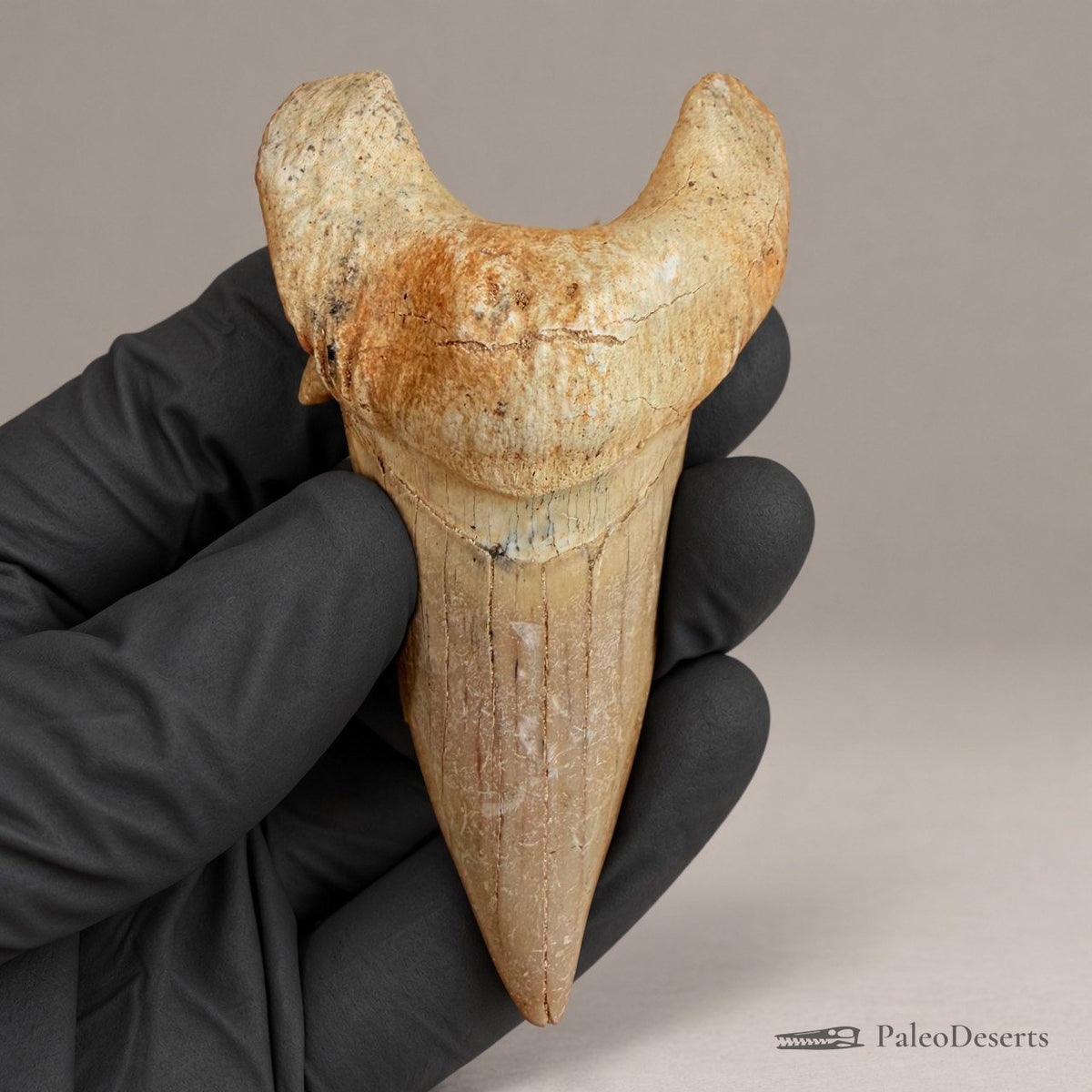 Otodus obliquus Shark Tooth Fossil – 3.3 in (8.5 cm), Morocco