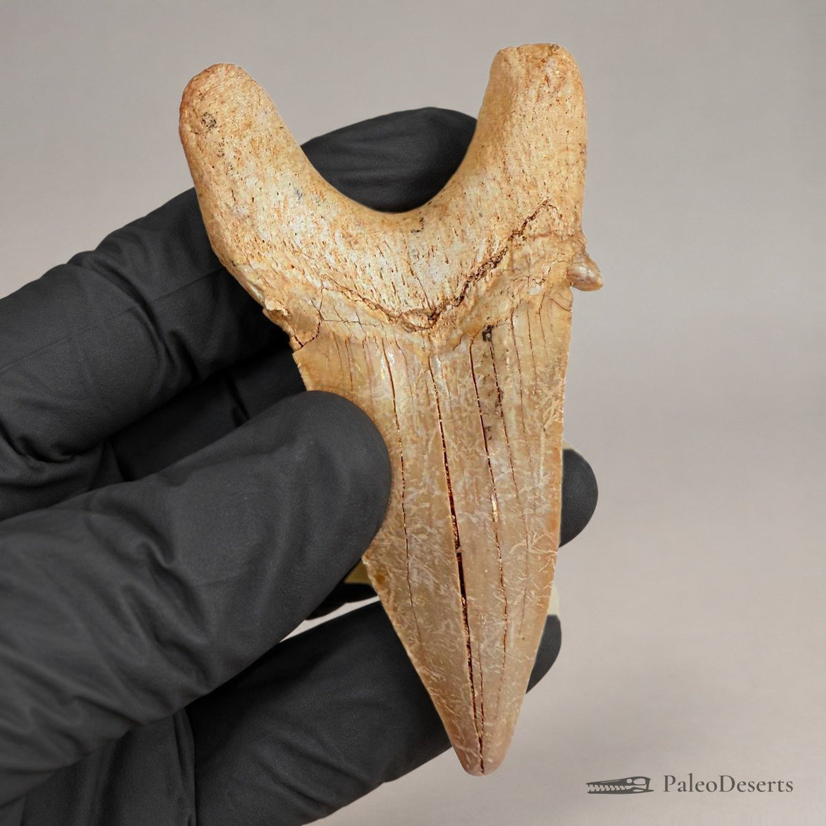 Otodus obliquus Shark Tooth Fossil