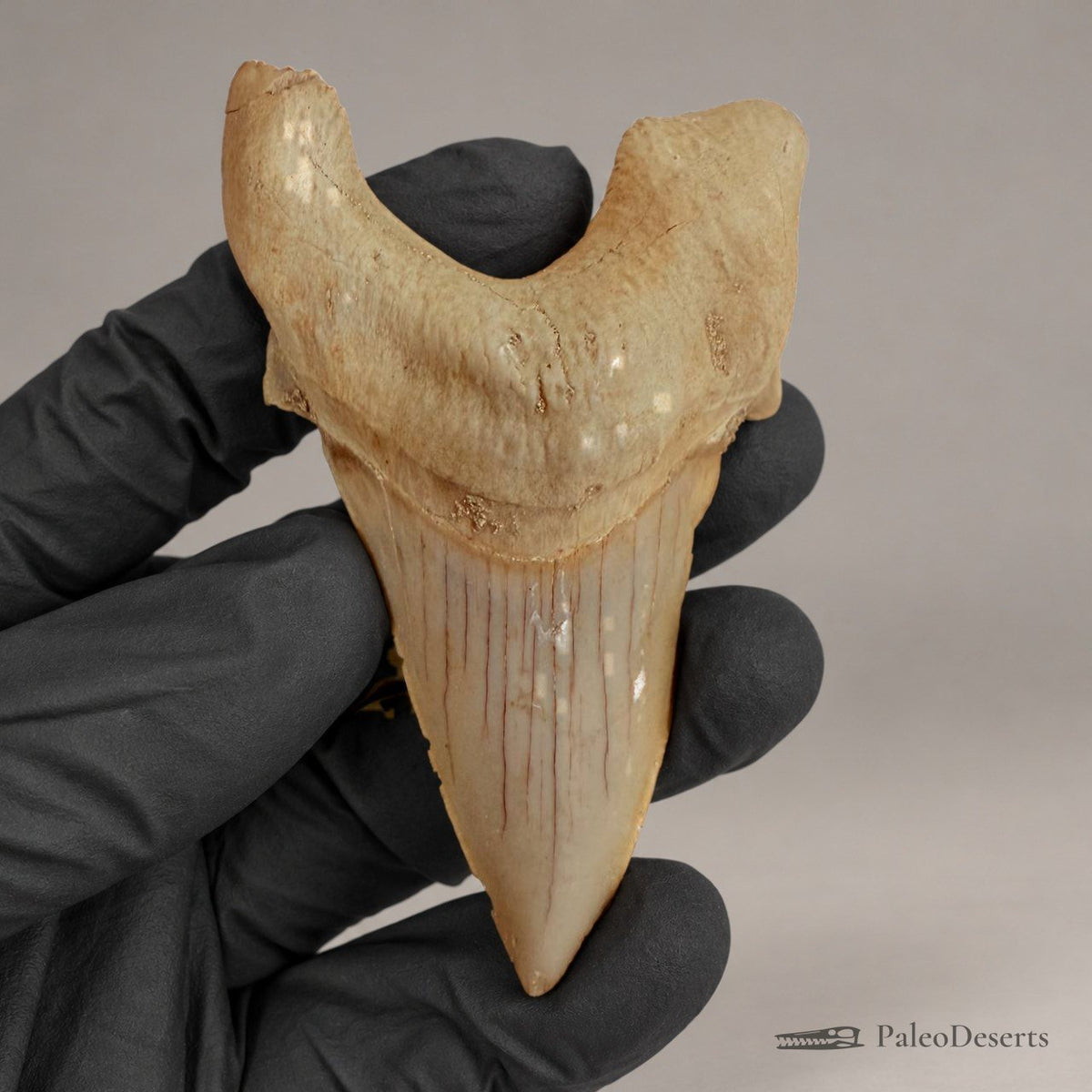 Otodus obliquus Shark Tooth Fossil – 3.5 in (9.0 cm), Morocco