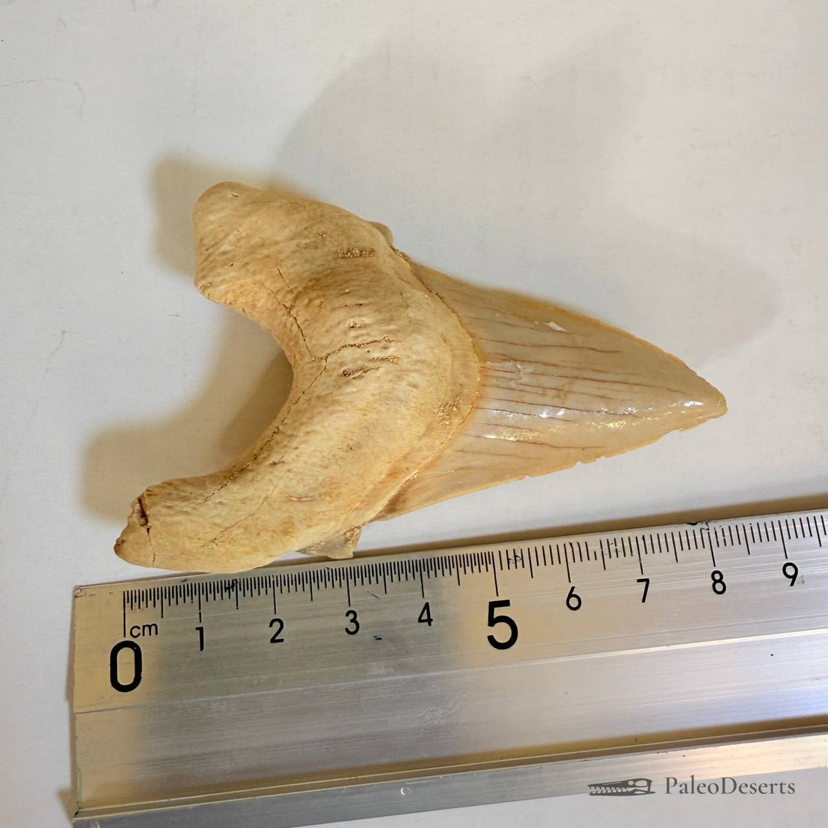 Otodus obliquus Shark Tooth Fossil