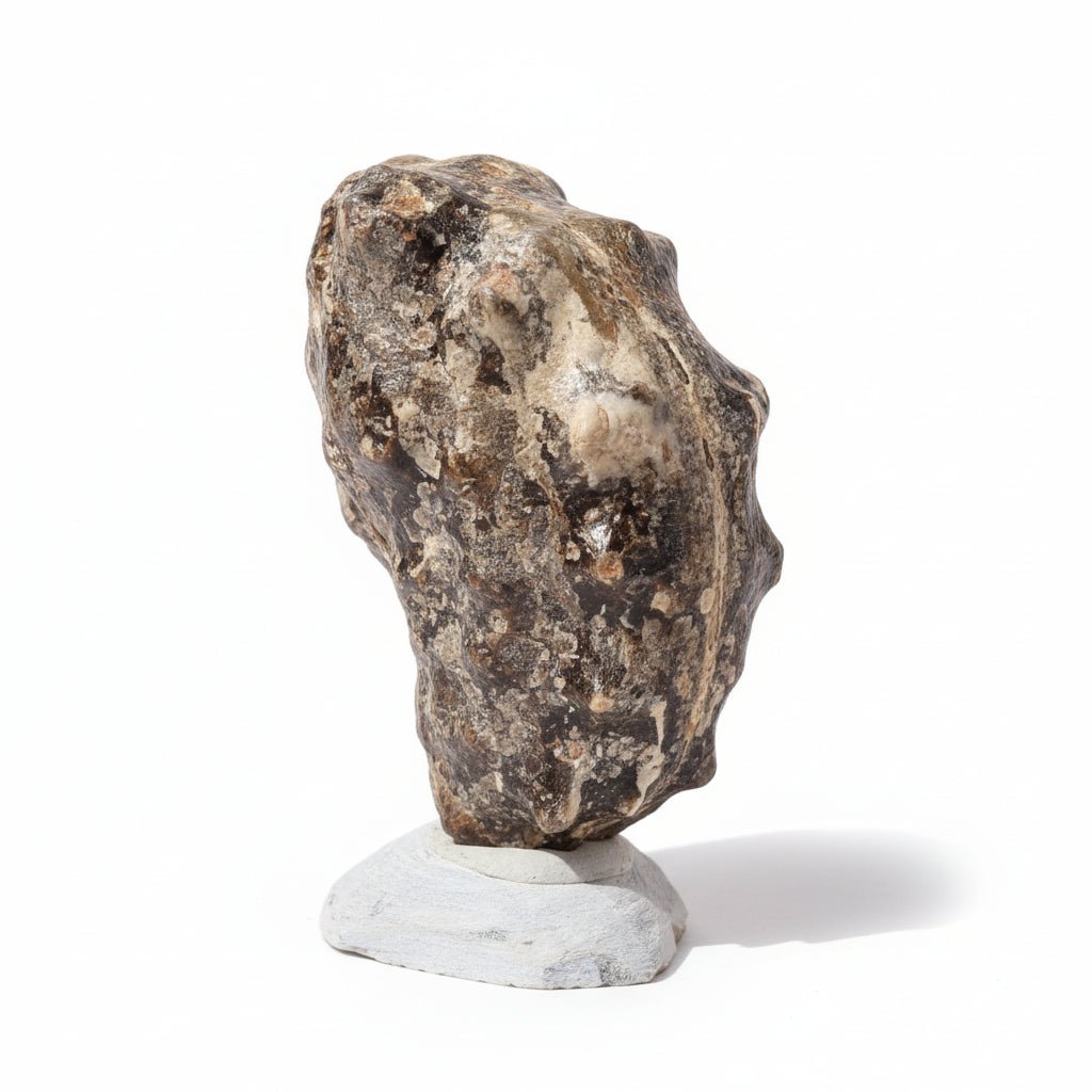 Perisphinctes Ammonite Fossil in Matrix – 6.3 in (16 cm), Morocco