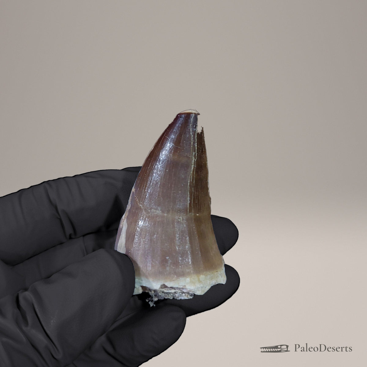 Prognathodon Mosasaur Tooth Fossil – 2.2 in (5.7 cm), Morocco