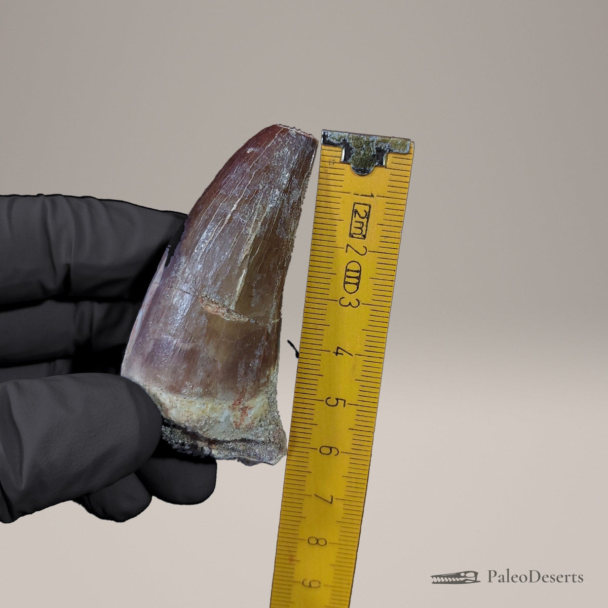 Prognathodon Mosasaur Tooth Fossil