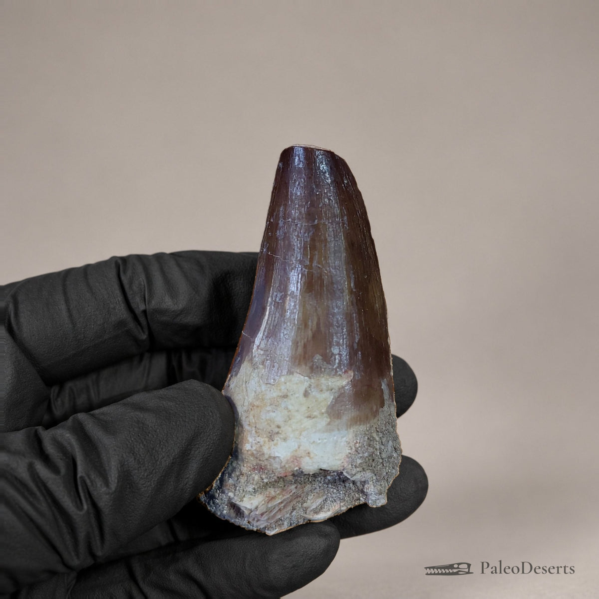 Prognathodon Mosasaur Tooth Fossil – 2.3 in (5.8 cm), Morocco – Specimen M-52