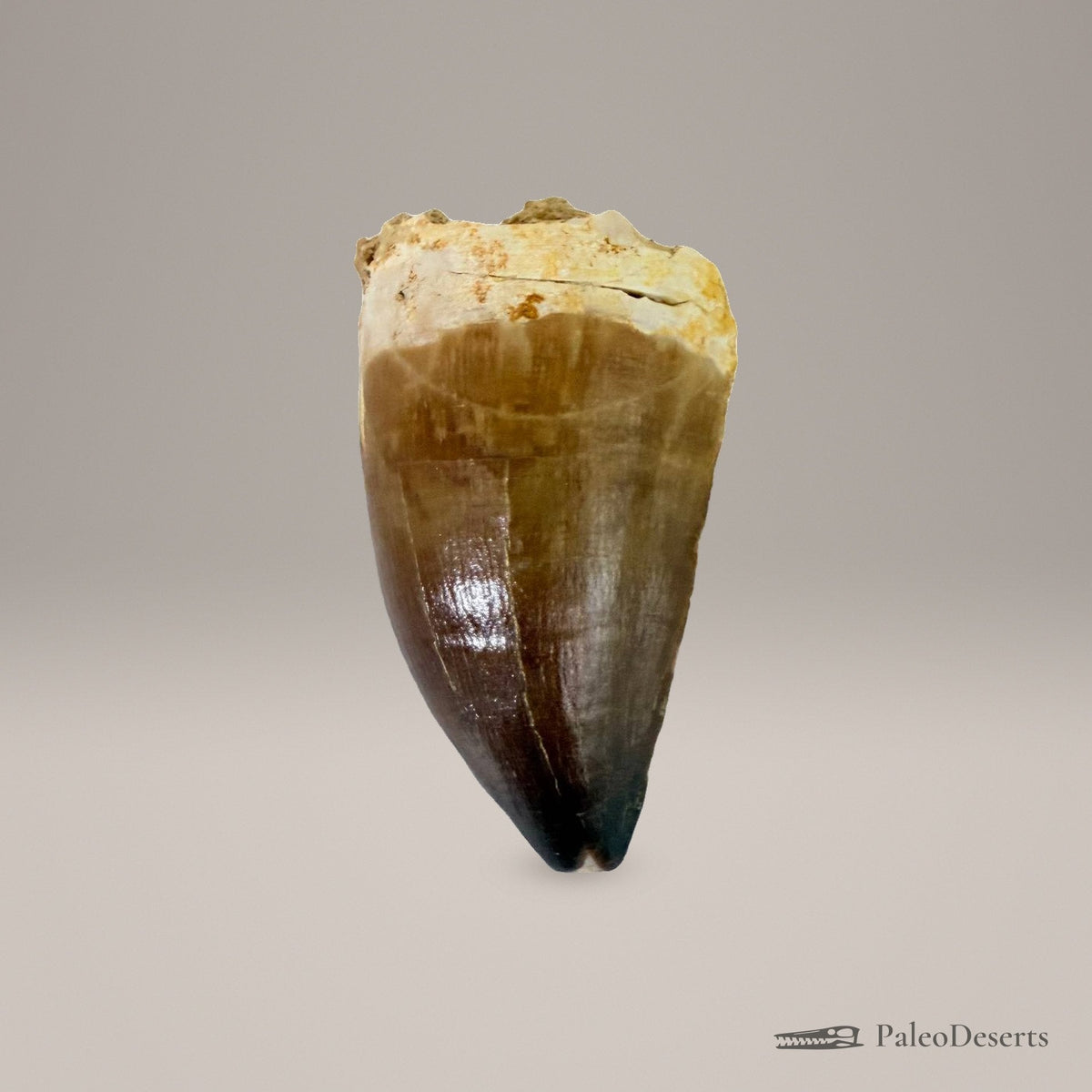 Prognathodon Mosasaur Tooth Fossil