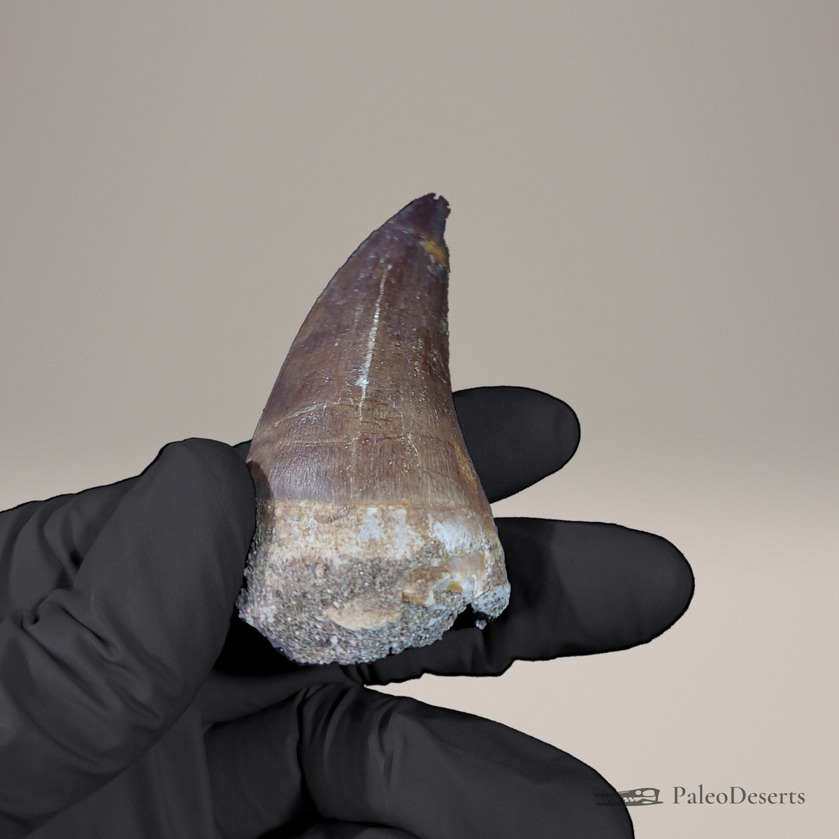Prognathodon Mosasaur Tooth Fossil