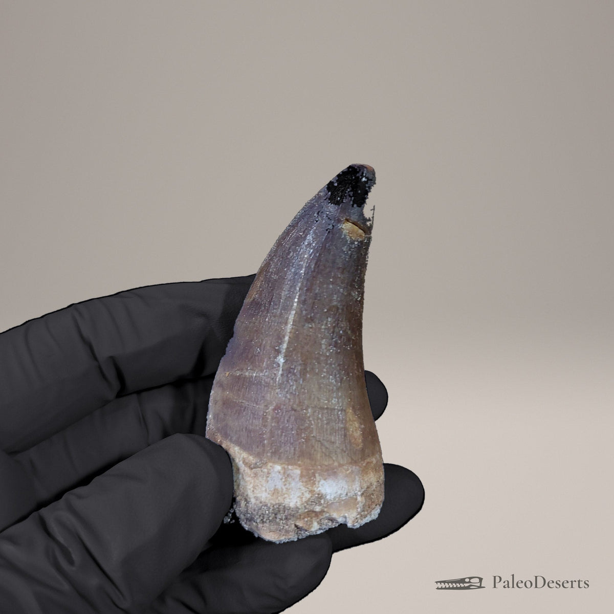 Prognathodon Mosasaur Tooth Fossil – 2.4 in (6.1 cm), Morocco