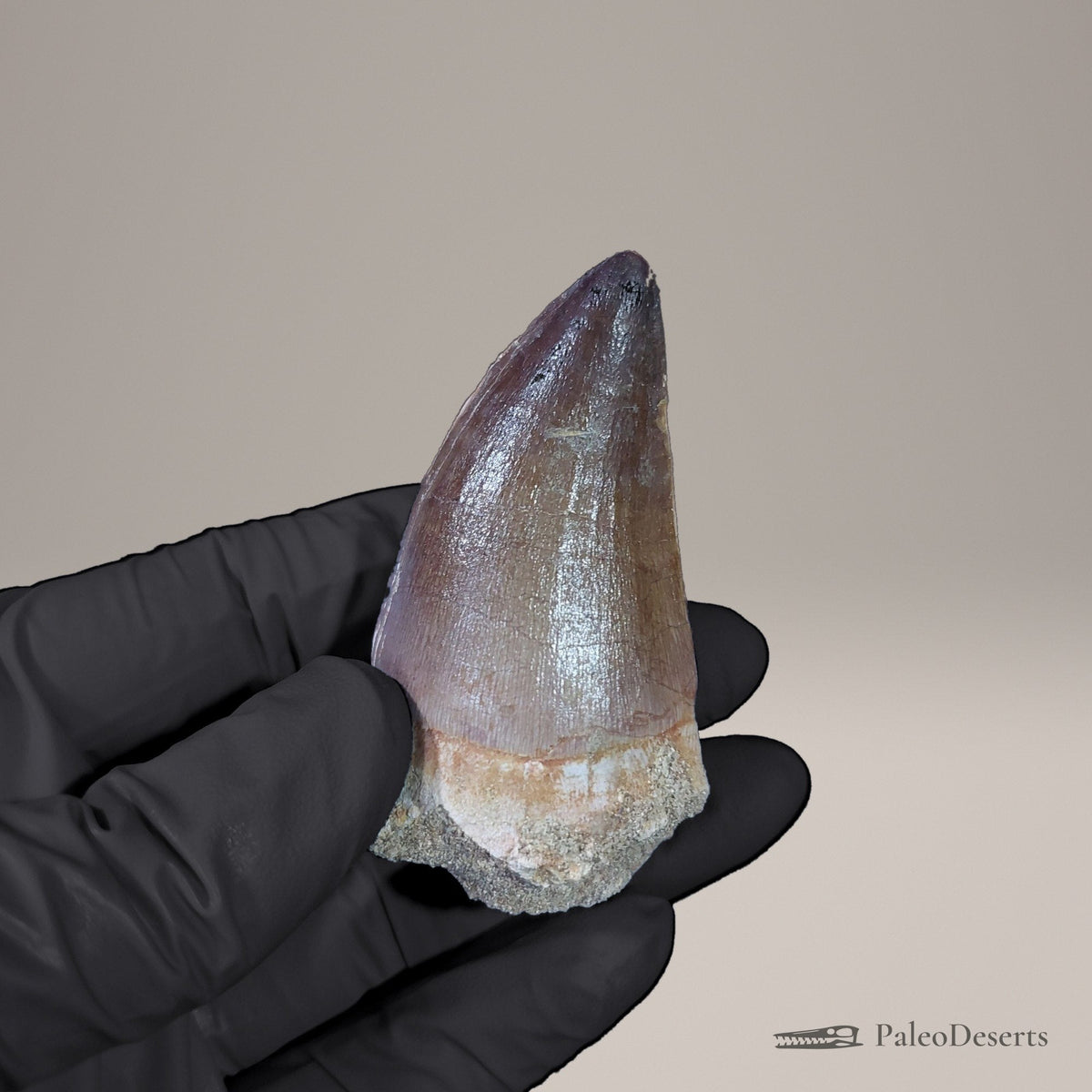 Prognathodon Mosasaur Tooth Fossil – 2.4 in (6.1 cm), Oulad Abdoun Basin, Morocco
