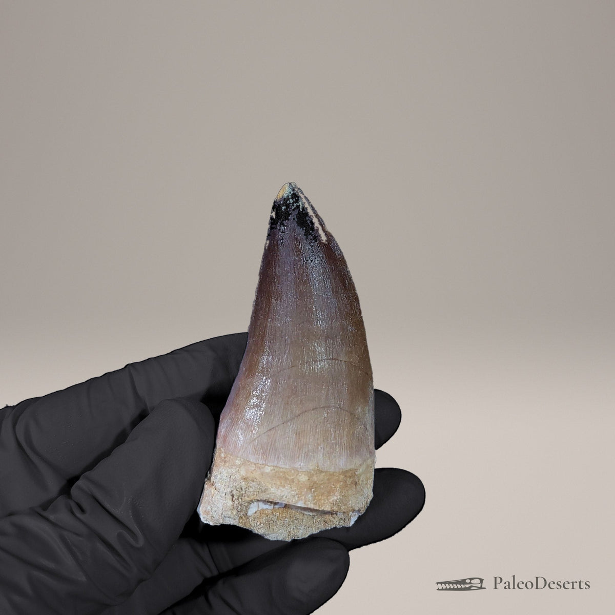Prognathodon Mosasaur Tooth Fossil – 2.4 in (6.2 cm), Morocco