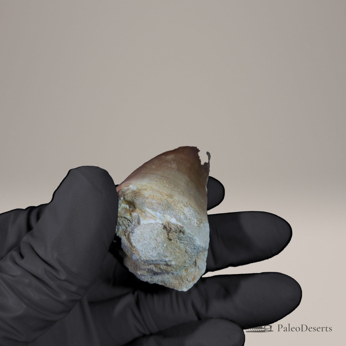 Prognathodon Mosasaur Tooth Fossil