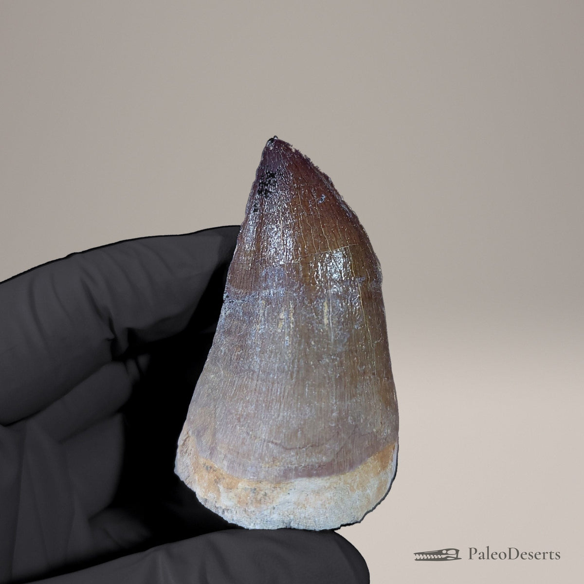 Prognathodon Mosasaur Tooth Fossil – 2.5 in (6.4 cm), Morocco
