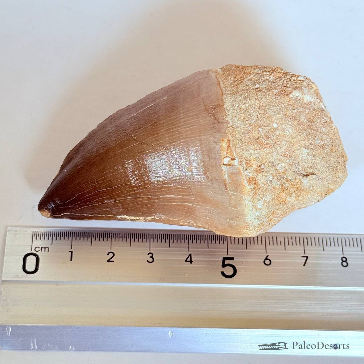 Prognathodon Mosasaur Tooth Fossil