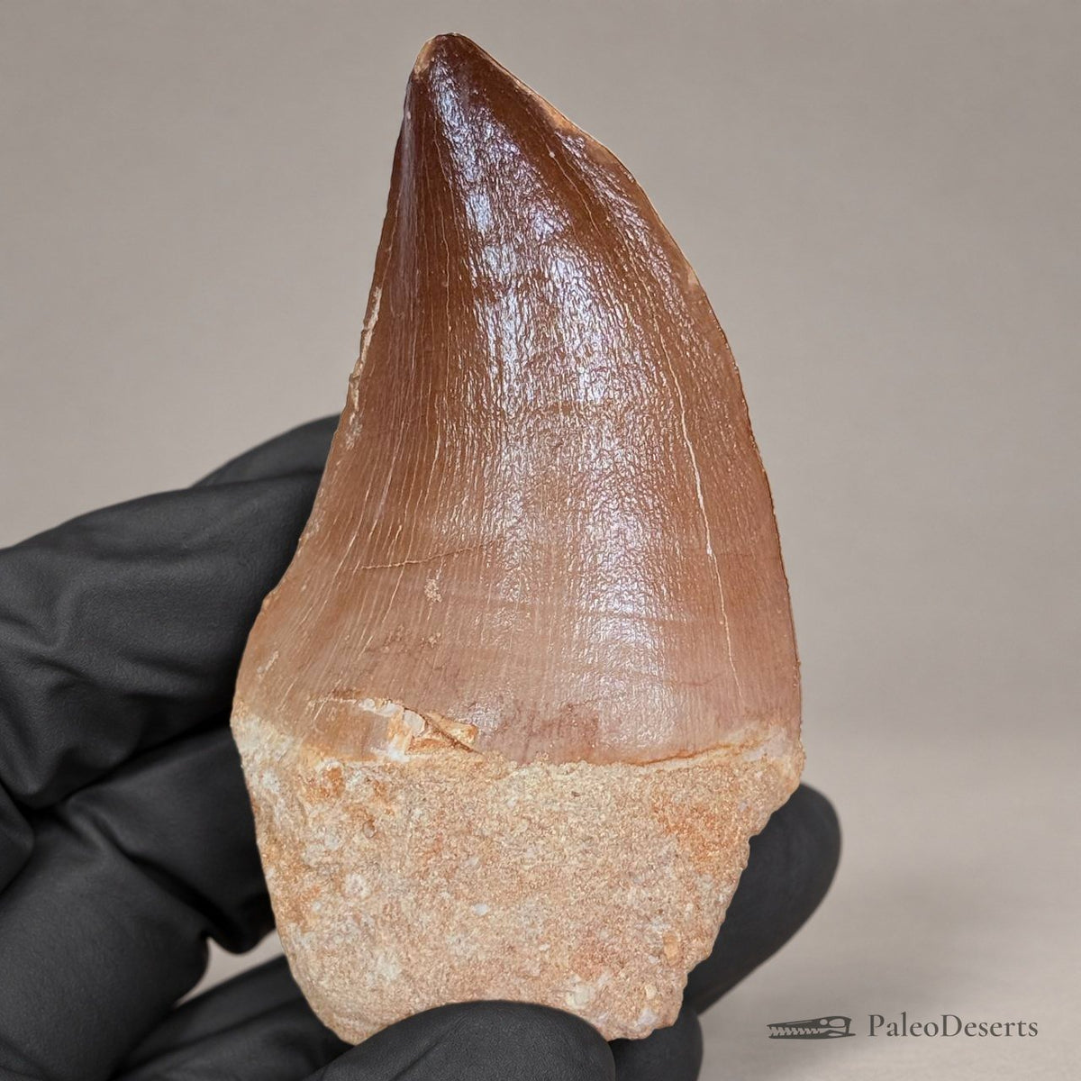Prognathodon Mosasaur Tooth Fossil – 2.8 in (7 cm), Morocco – Specimen M-08