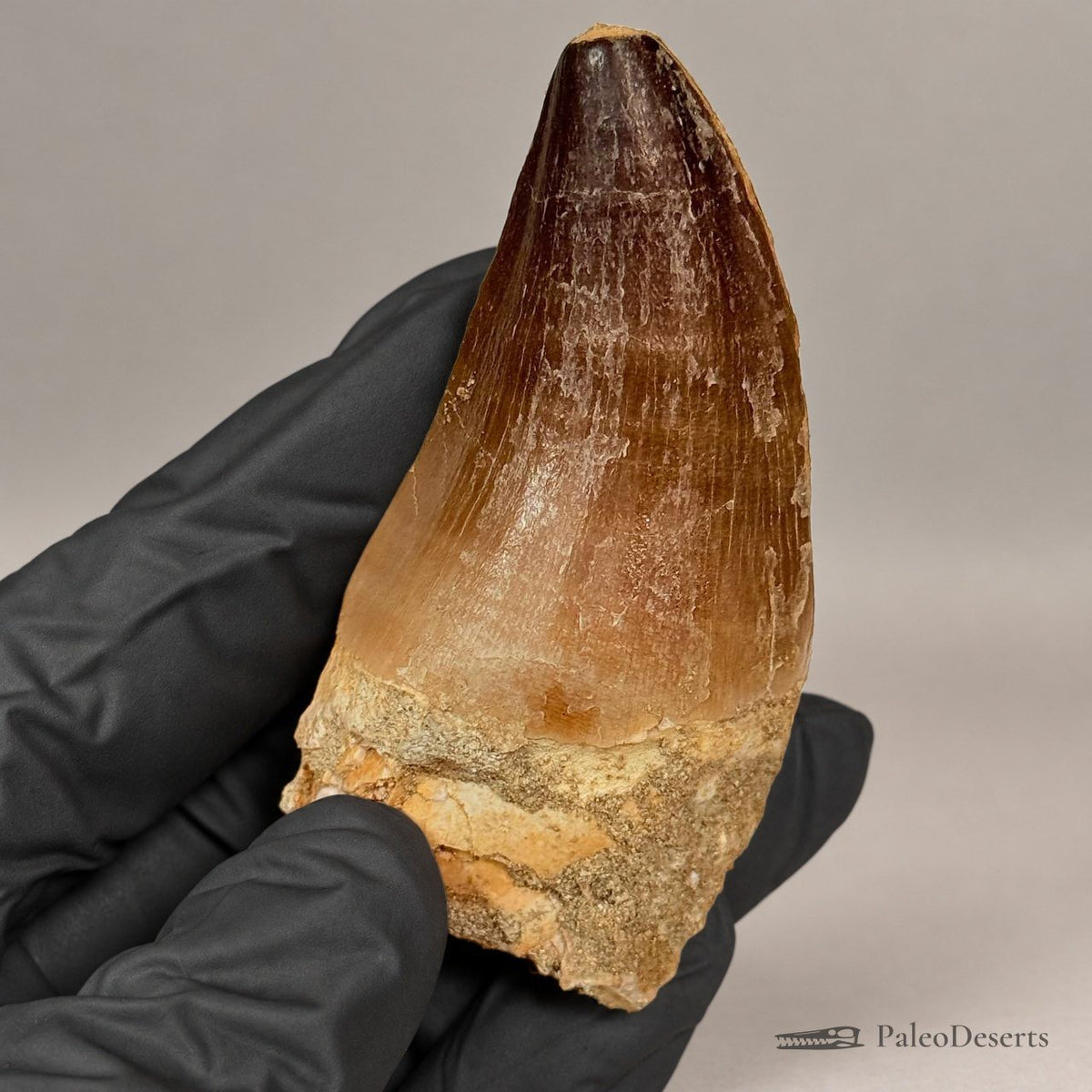 Prognathodon Mosasaur Tooth Fossil – 2.8 in (7 cm), Morocco – Specimen M-20