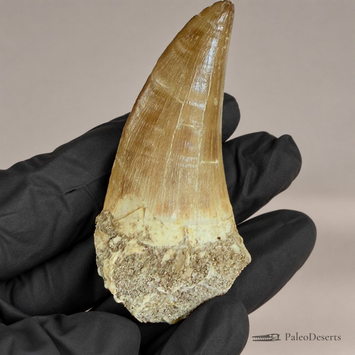 Prognathodon Mosasaur Tooth Fossil – 2.8 in (7.0 cm), Morocco – Specimen M-38