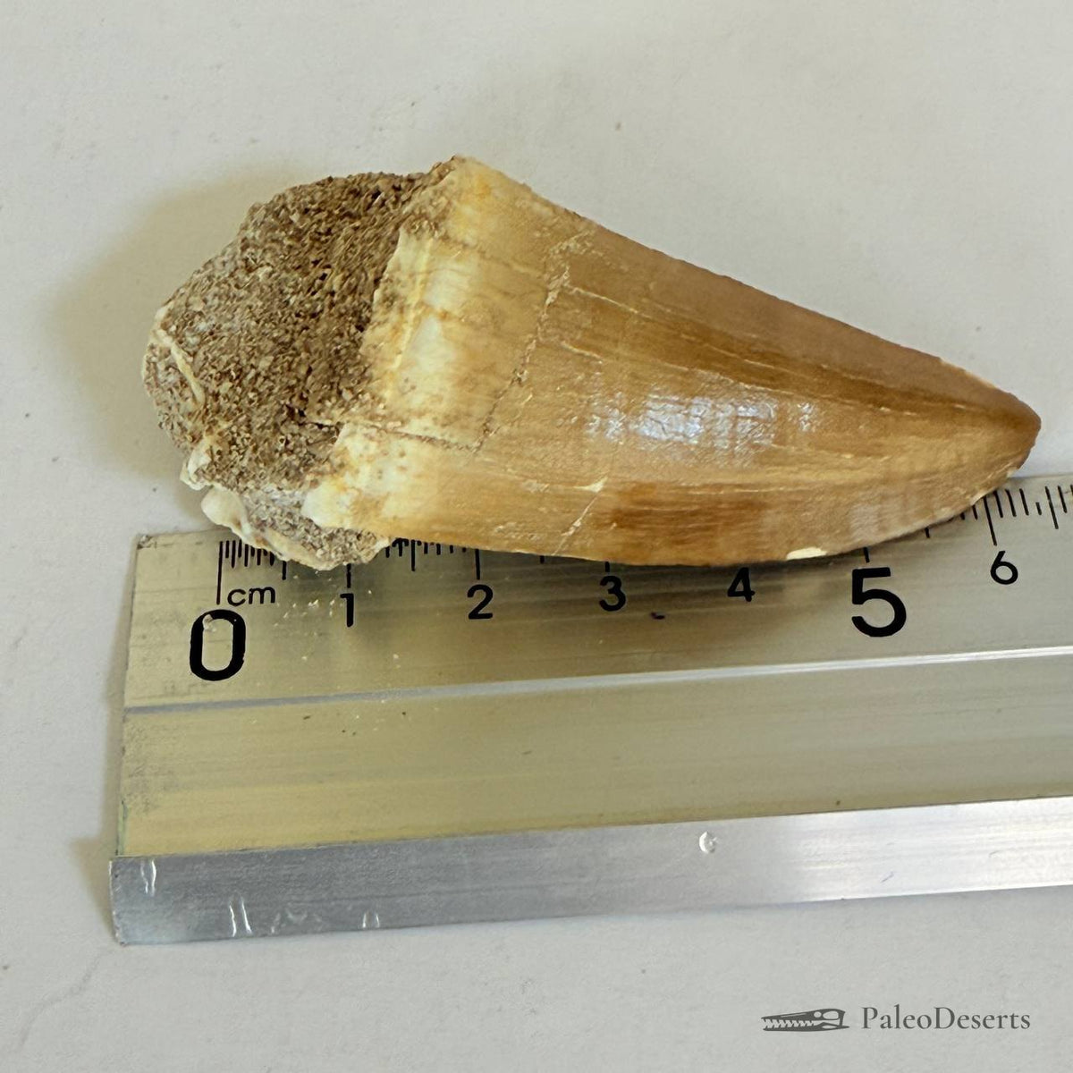Prognathodon Mosasaur Tooth Fossil