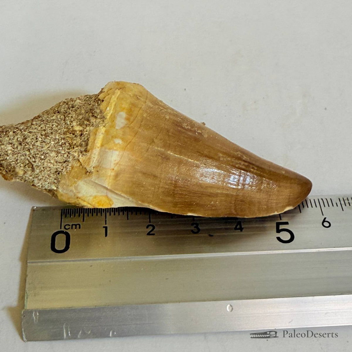 Prognathodon Mosasaur Tooth Fossil