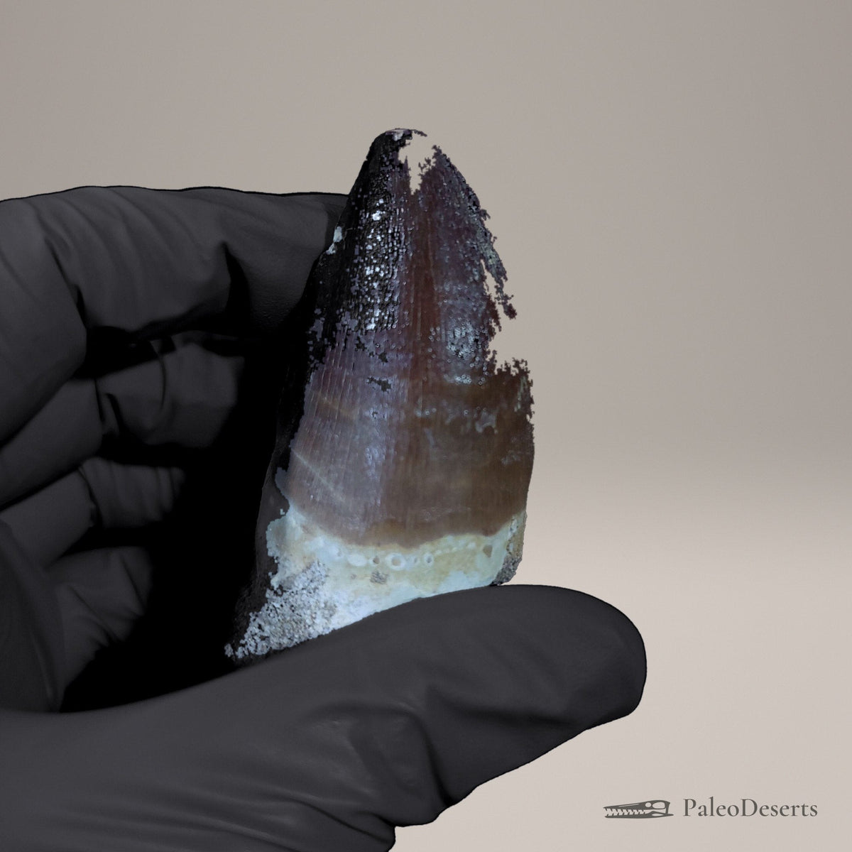 Prognathodon Mosasaur Tooth Fossil – 3.0 in (7.7 cm), Morocco