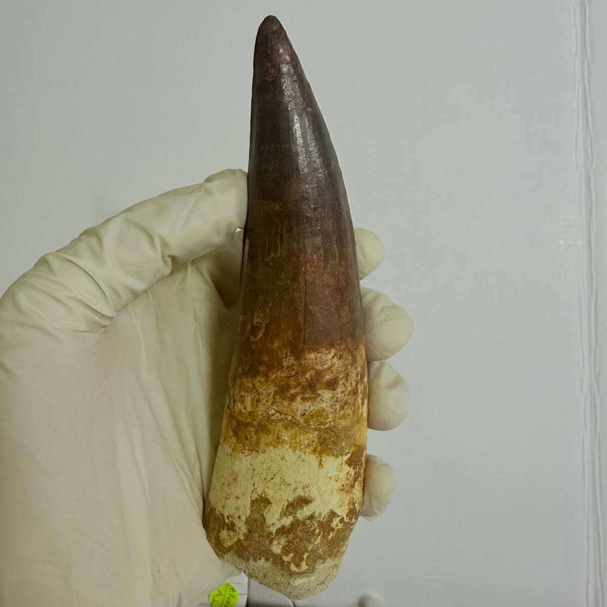 Spinosaurus Tooth Fossil – 5.9 in (15 cm), Morocco